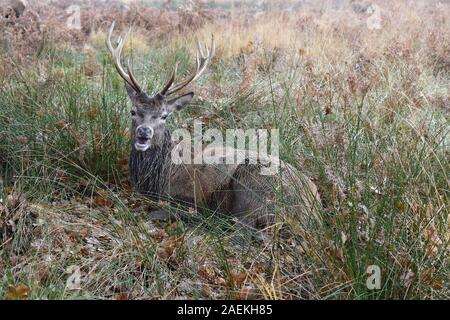 Rehe Cervus elaphus, die während der Brutzeit auf Grasland sitzen Stags Geweih sind Arten, die das Merkmal Rotwild sind das größte Säugetier Großbritanniens Stockfoto
