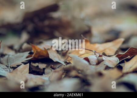 Braune Blätter im Herbst auf einem Blatt bett Boden Boden auf einem forest park Landschaft Stockfoto