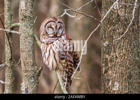 Gesperrt Eule auf einem Ast in einem Wald im Winter, in Ontario, Kanada gehockt Stockfoto