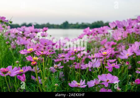 Cosmos Blumen im Garten. Stockfoto