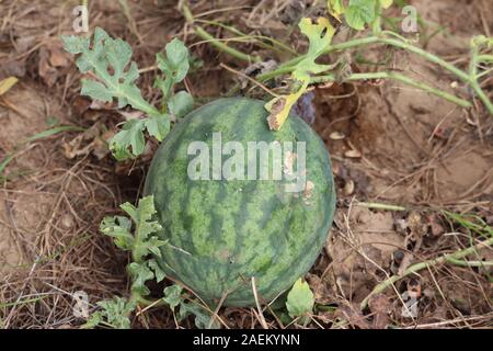 Grüne Wassermelone wächst im Garten. Wachsende Wassermelonen. Die Landwirtschaft. Natürliche Wassermelone wächst in das Feld ein. Stockfoto
