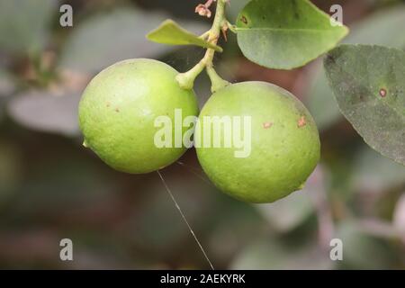 Zitrone. Reife Zitronen hängen am Baum. Wachsenden Zitrone. Frische grüne Zitrusfrüchte wachsen im Baum Stockfoto