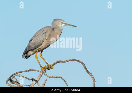 Eine White-Faced Heron (Egretta novaehollandiae) auf einem toten Baum an Hirt See in Perth, Western Australia thront. Stockfoto