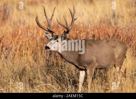 Ein großer Hirsch Buck in einem Feld im Herbst Stockfoto