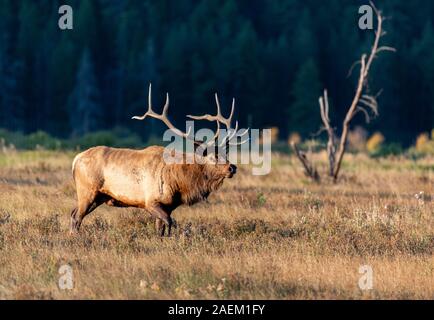 Eine große Bull Elk im Herbst Rut Stockfoto