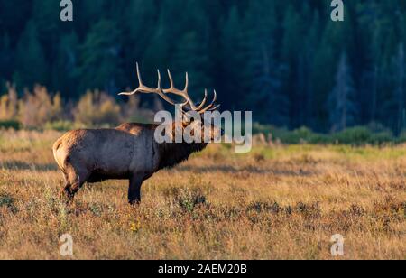 Eine große Bull Elk im Herbst Rut Stockfoto