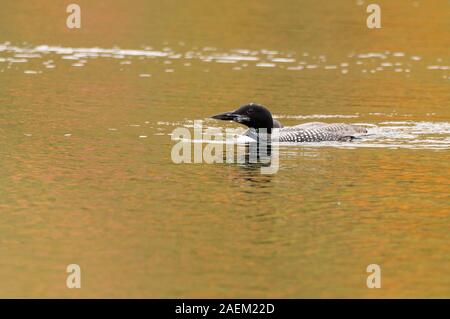 Common Loon nach Stockfoto