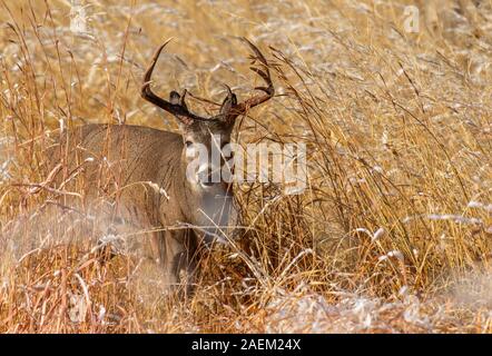 Eine schöne Weißwedelhirsche Buck Roaming das hohe Gras Stockfoto