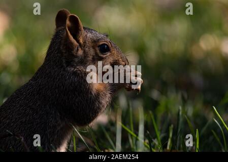 Ein Fuchs Eichhörnchen in einem Vorstädtischen Yard Stockfoto