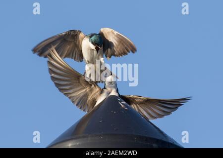 Nesting Baum Schwalben I Stockfoto