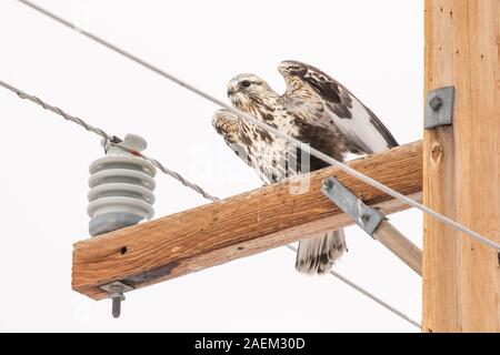 Rough-Legged Hawk nimmt Flug Stockfoto