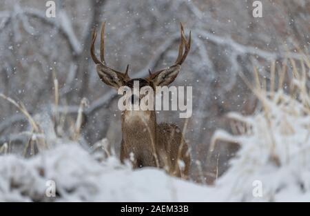 Ein großer Hirsch Buck in einem Schneesturm Stockfoto