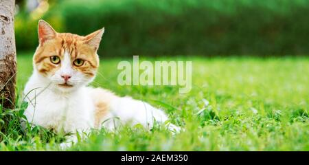 Cute inländischen Ginger cat in Outdoor Garten entspannen. Gesundes Tier in der Natur. Tier Konzept Design blur Hintergrund mit Copyspace. Outdoor Portrait von Yel Stockfoto