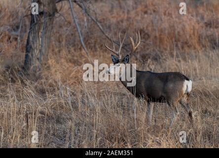 Große Mule Deer Bock in einem Feld Stockfoto