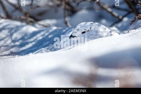 Weiß - Ptarmigan in einer verschneiten Alm tailed Stockfoto