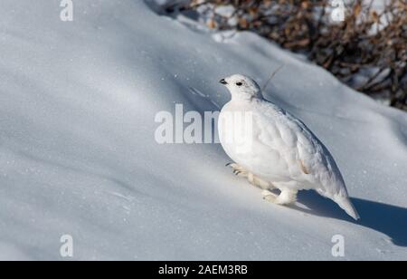 Weiß - Ptarmigan in einer verschneiten Alm tailed Stockfoto