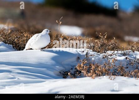 Weiß - Ptarmigan in einer verschneiten Alm tailed Stockfoto