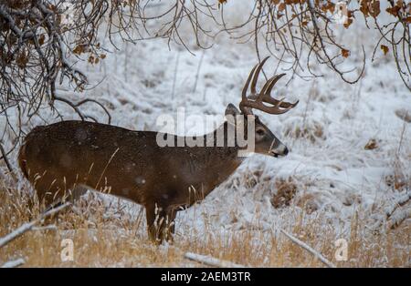 Eine schöne Weißwedelhirsche Buck in einem Schneesturm Stockfoto
