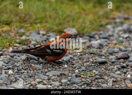 Zwei - gesperrt (White-winged) Gegenwechsel auf der Suche nach Nahrung Stockfoto