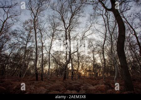 Sun Einstellung durch einen Wald im Winter Stockfoto