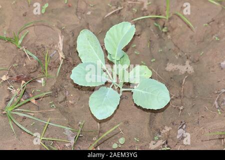 Junge Kohl oder Kopfkohl grünen jährliche Gemüse Ernte in lokalen städtischen Garten umgeben mit nassen Boden und andere Pflanzen auf warmen Sunn gepflanzt Stockfoto