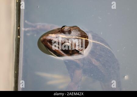 Makroaufnahme eines männlichen Kröte in water.common Frosch im Wasser mit weißem Hintergrund Stockfoto