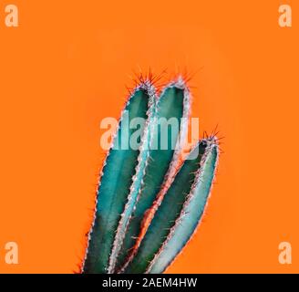 Grünen Kaktus closeup, die über helle orange Pastell Hintergrund. Bunte gelb Sommer trendy kreatives Konzept. Minimalistischen, modernen Pop Art Funky housepl Stockfoto