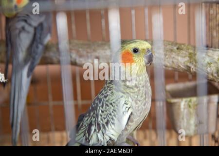 Sittiche. Grüne wellenförmige Papagei sitzt in einem Käfig. Rosy Lovebird Papagei im Käfig konfrontiert. Vögel untrennbar miteinander verbunden. Wellensittich im Käfig. Budgie Sittich in Stockfoto