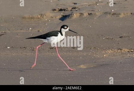 Black-necked Stelzenläufer (Himantopus mexicanus) zu Fuß durch die East End Strand von Galveston Island Stockfoto