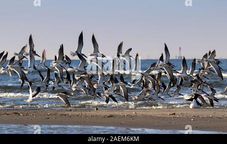 Die Herde der schwarzen Schaumlöffel fliegen im blauen Himmel über Wellen, Texas Stockfoto