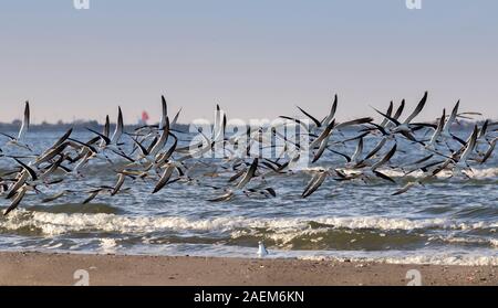 Die Herde der schwarzen Schaumlöffel fliegen im blauen Himmel über Wellen, Texas Stockfoto