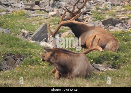 Yellowstone National Park zwei Rentiere liegend im Gras, mit gedrehtem Kopf Stockfoto