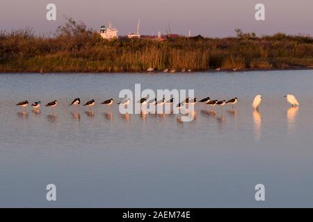 Die Herde der schwarz-necked Stelzenläufer (Himantopus mexicanus) und zwei Reiher sind sich Ruhe in der Gezeiten Marsh am Abend, Texas, USA Stockfoto