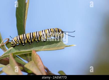 Die Raupe der Monarch Butterfly auf dem Hintergrund des blauen Himmels, Moody Gardens, Galveston, Texas Stockfoto