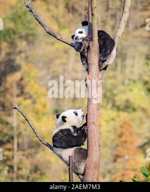 Pandas hinauf, hoch auf einem Baum der wunderbare Herbst Blick auf den angrenzenden Bereich Gengda Shenshuping Panda Basis in der Stadt zu genießen, Wenchuan Grafschaft, Ngawa Ti Stockfoto