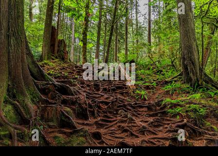 Twisted ausgesetzt knorrige Luftwurzeln von Kiefern wachsenden am Hang eines Hügels in Lynn Canyon Park Wald in Vancouver, Kanada Stockfoto