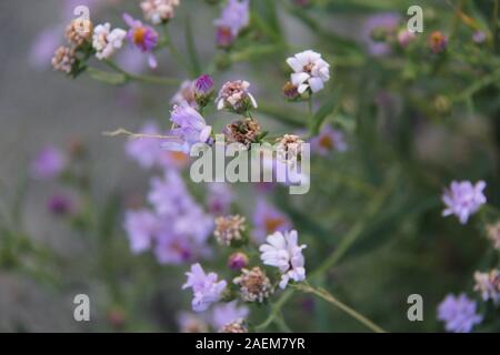 Yellowstone National Park Rosa, Violett, Weiß und Eisenkraut Blumen Stockfoto