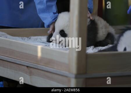 Berlin, Deutschland. 09 Dez, 2019. Feierliche Taufzeremonie für das Panda Zwillinge bei Panda Platz im Zoologischen Garten. Nach der chinesischen Tradition, die Namen sind 100 Tage nach der Geburt angekündigt. Panda-Zwillinge im Zoologischen Garten in Berlin sind männlich und künstlerisch sterben Namen Meng Xiang ('ersehnter Traum') und Meng Yuan ('erfüllter Traum"). Es ist der erste panda Nachwuchs überhaupt für Berlin. Der Zoo erhält Unterstützung aus China in der Aufzucht der Pandas Zwillinge. (Foto von Simone Kuhlmey/Pacific Press) Quelle: Pacific Press Agency/Alamy leben Nachrichten Stockfoto