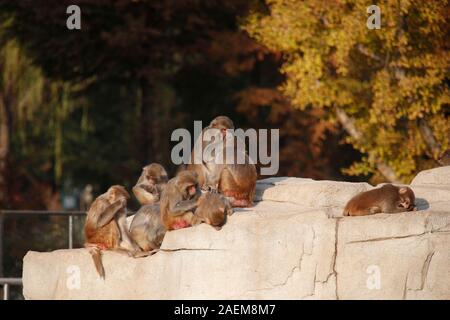 Affen spielen miteinander in Ningbo Zoo in Ningbo City, der ostchinesischen Provinz Jiangsu, 12. November 2019. Stockfoto