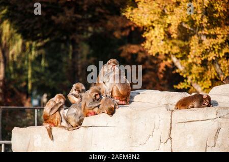 Affen spielen miteinander in Ningbo Zoo in Ningbo City, der ostchinesischen Provinz Jiangsu, 12. November 2019. Stockfoto