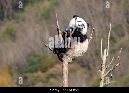 Pandas hinauf, hoch auf einem Baum der wunderbare Herbst Blick auf den angrenzenden Bereich Gengda Shenshuping Panda Basis in der Stadt zu genießen, Wenchuan Grafschaft, Ngawa Ti Stockfoto