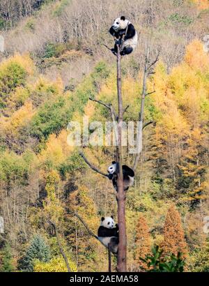 Pandas hinauf, hoch auf einem Baum der wunderbare Herbst Blick auf den angrenzenden Bereich Gengda Shenshuping Panda Basis in der Stadt zu genießen, Wenchuan Grafschaft, Ngawa Ti Stockfoto