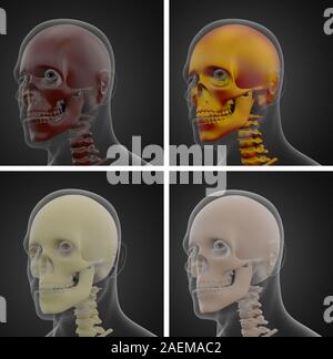 3D Rendering Illustration der Schädel Anatomie Stockfoto