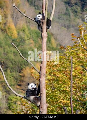 Pandas hinauf, hoch auf einem Baum der wunderbare Herbst Blick auf den angrenzenden Bereich Gengda Shenshuping Panda Basis in der Stadt zu genießen, Wenchuan Grafschaft, Ngawa Ti Stockfoto