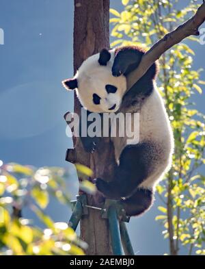 Pandas hinauf, hoch auf einem Baum der wunderbare Herbst Blick auf den angrenzenden Bereich Gengda Shenshuping Panda Basis in der Stadt zu genießen, Wenchuan Grafschaft, Ngawa Ti Stockfoto