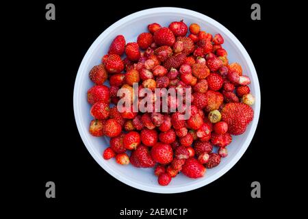 Flache Ansicht von oben Eine weiße Platte mit einem eine große Handvoll roten Erdbeeren nach der Ernte im Sommer warme Speisen oder die Zubereitung von Vitamin Saft Stockfoto