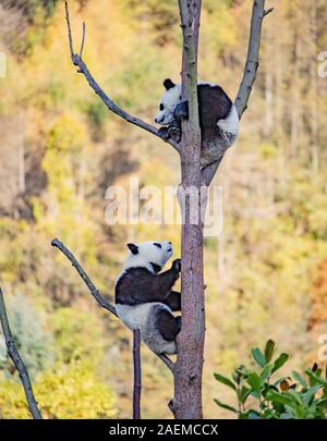 Pandas hinauf, hoch auf einem Baum der wunderbare Herbst Blick auf den angrenzenden Bereich Gengda Shenshuping Panda Basis in der Stadt zu genießen, Wenchuan Grafschaft, Ngawa Ti Stockfoto