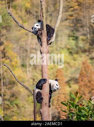 Pandas hinauf, hoch auf einem Baum der wunderbare Herbst Blick auf den angrenzenden Bereich Gengda Shenshuping Panda Basis in der Stadt zu genießen, Wenchuan Grafschaft, Ngawa Ti Stockfoto