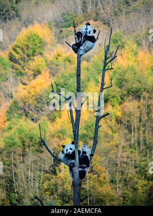 Pandas hinauf, hoch auf einem Baum der wunderbare Herbst Blick auf den angrenzenden Bereich Gengda Shenshuping Panda Basis in der Stadt zu genießen, Wenchuan Grafschaft, Ngawa Ti Stockfoto