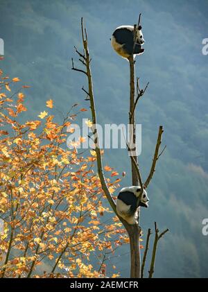 Pandas hinauf, hoch auf einem Baum der wunderbare Herbst Blick auf den angrenzenden Bereich Gengda Shenshuping Panda Basis in der Stadt zu genießen, Wenchuan Grafschaft, Ngawa Ti Stockfoto